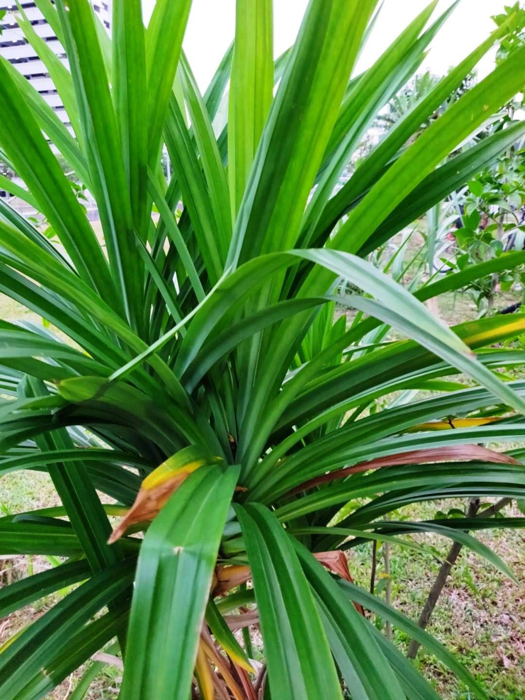 Kewda Flower In English