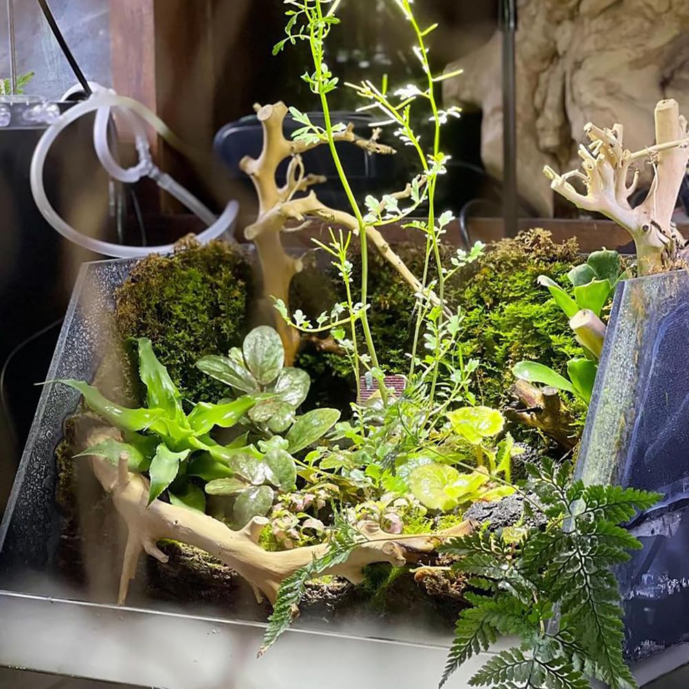Sfagno per Orchidee 500g Muschio Cileno per Felci a Corno di Cervo, Piantine e Radicazione
