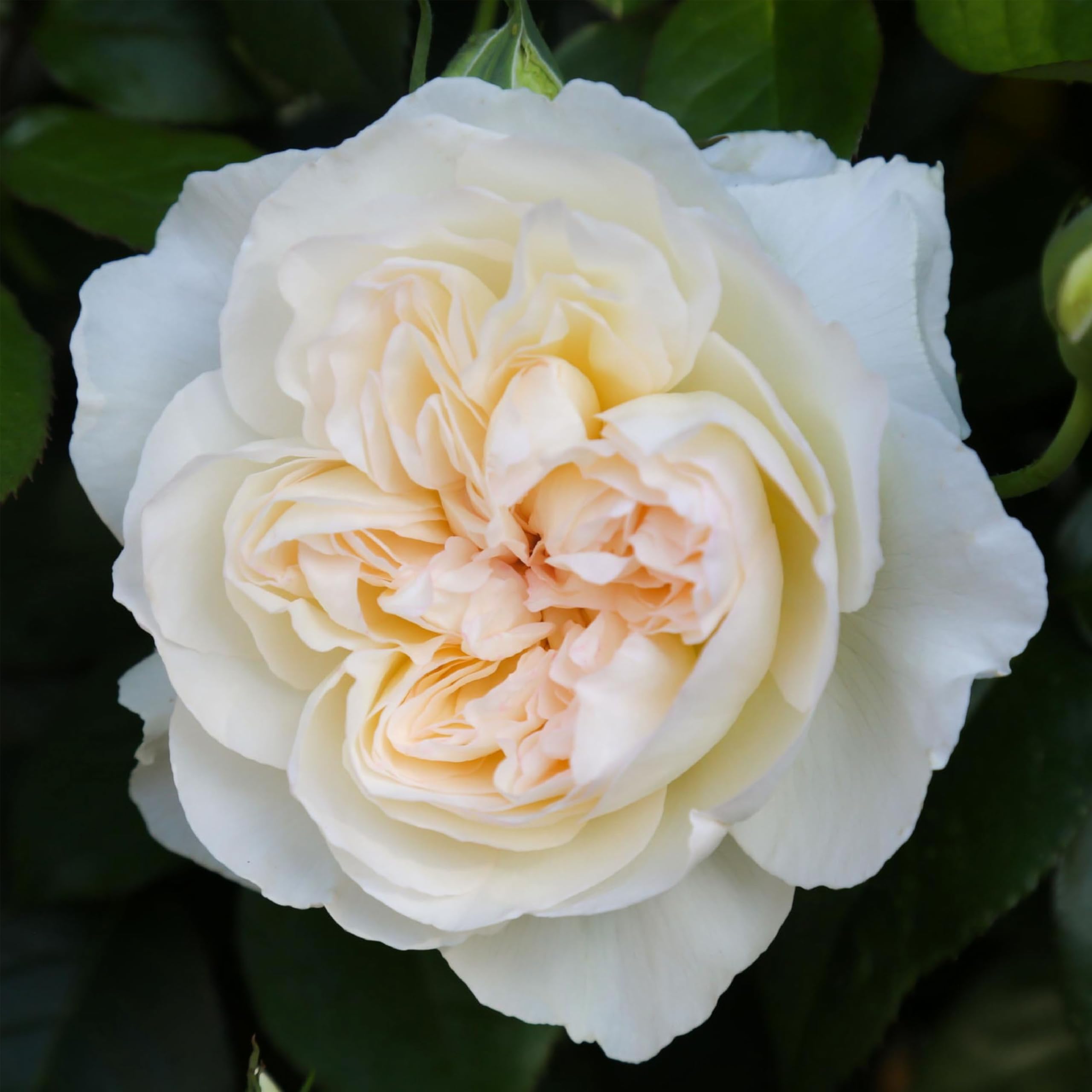 Heirloom Floribunda Bolero