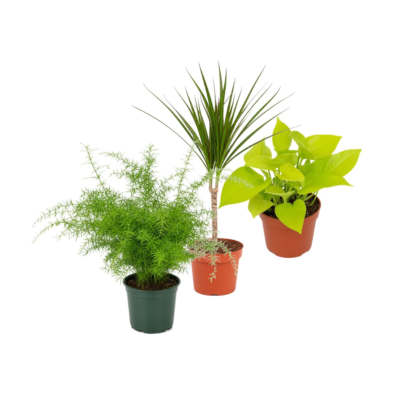 Pack 3 Plantas: Helecho Espárrago, Drácena y Poto Amarillo DECOALIVE