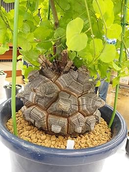 亀甲竜C ディオスコレア亀甲竜の基本情報・育て方｜多肉植物・サボテン