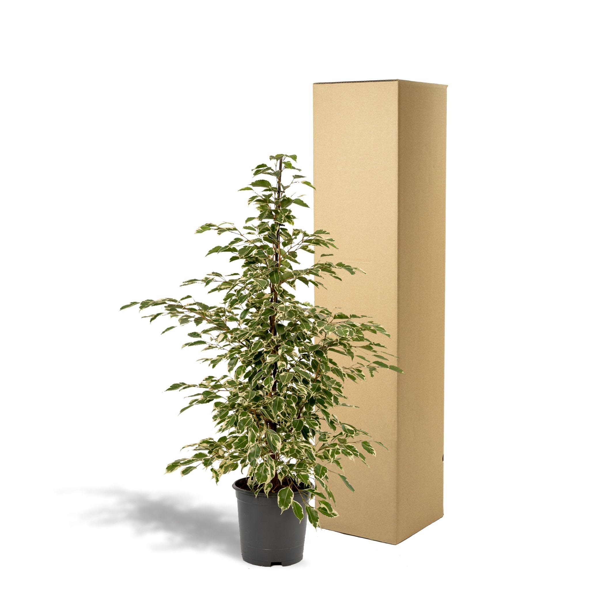 La Green Touch - Ficus benjamina Twilight h95cm - Plante d'intérieur - Pot 21cm, Hauteur 95 cm