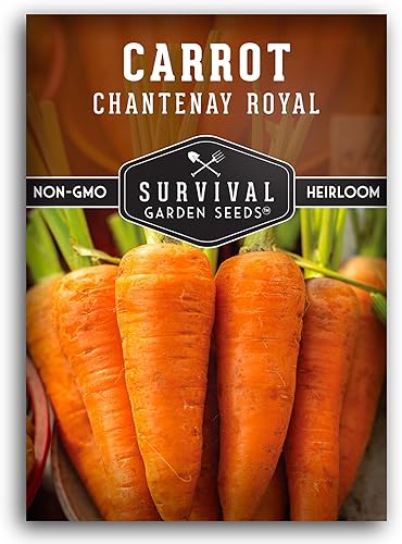 Miniatura 1 de 1 paquete de semillas de zanahoria real Chantenay para plantar, paquete con instrucciones para cultivar zanahorias medianas pequeñas en tu huerto