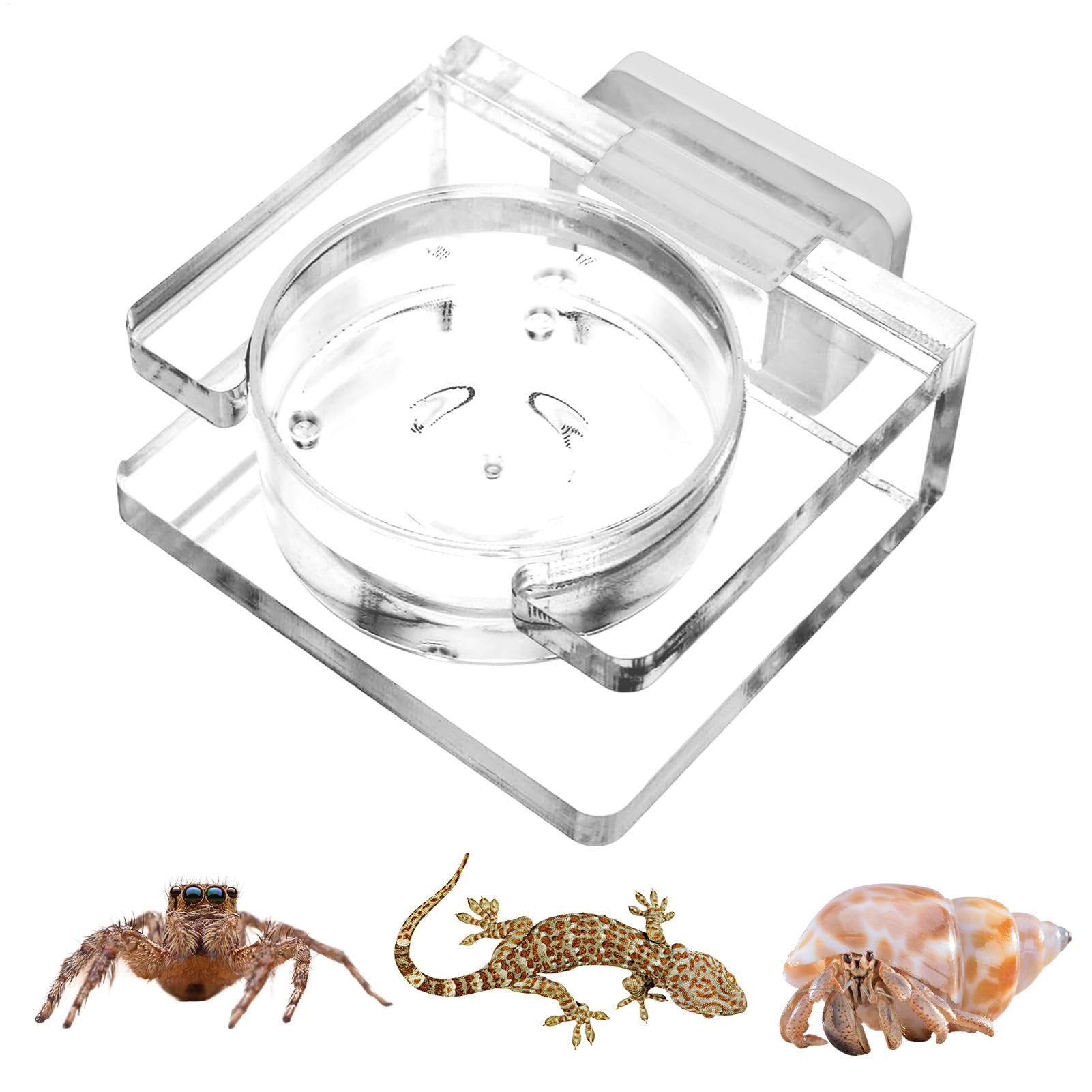 Tarantula Feeding Dish, Magnetic Reptile Water Bowl, Transparent Acrylic Bowl for Jumping Spider Tarantula Small Spider, Enclosure Accessories