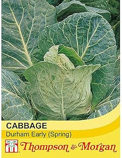 Cabbage Seeds 'Durham Early' (Spring) Brassica oleracea Hardy Annual Vegetable Garden Plants Easy to Grow Your Own 1 Packet of 300 Seeds by Thompson and Morgan