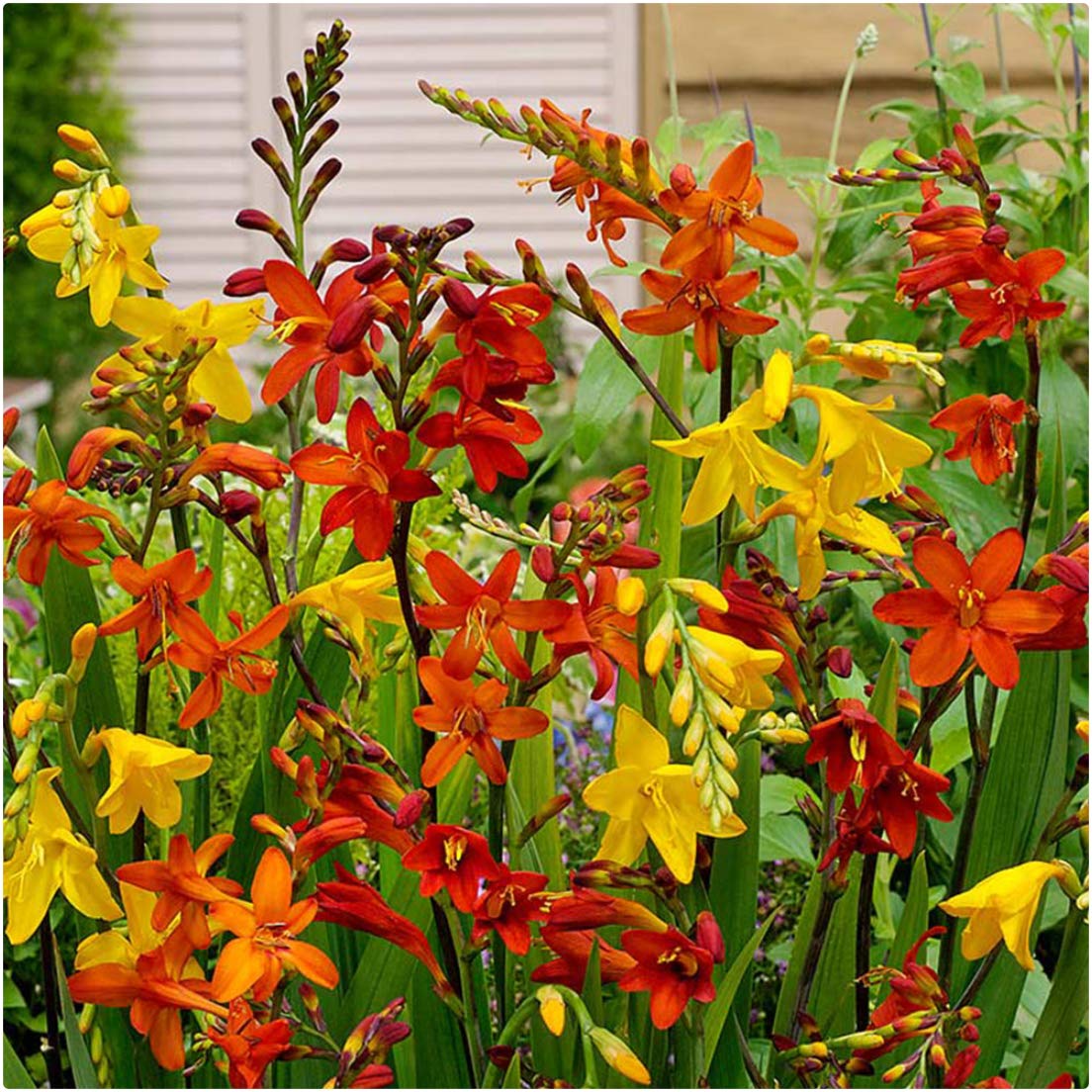 Crocosmia 'Large Flowering' montbretia Bulbs x 25 Mixed Colours Summer Flowering by Growtanical®