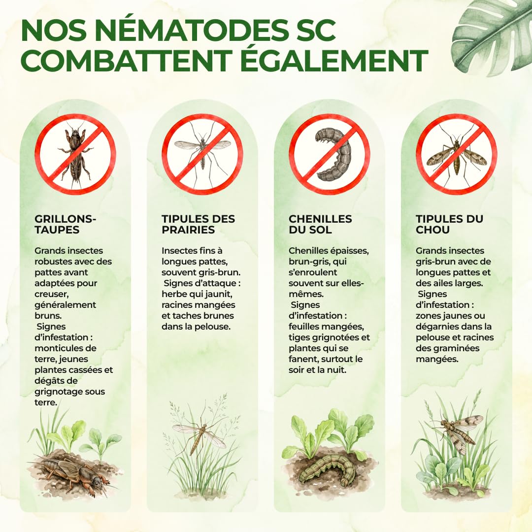 GREEN GUARDIA Super Nématodes SC contre les grillades de taupes, les becs des prairies et les terres extérieures – 200 millions (400 m²) – Produit biologique pour lutter efficacement contre les