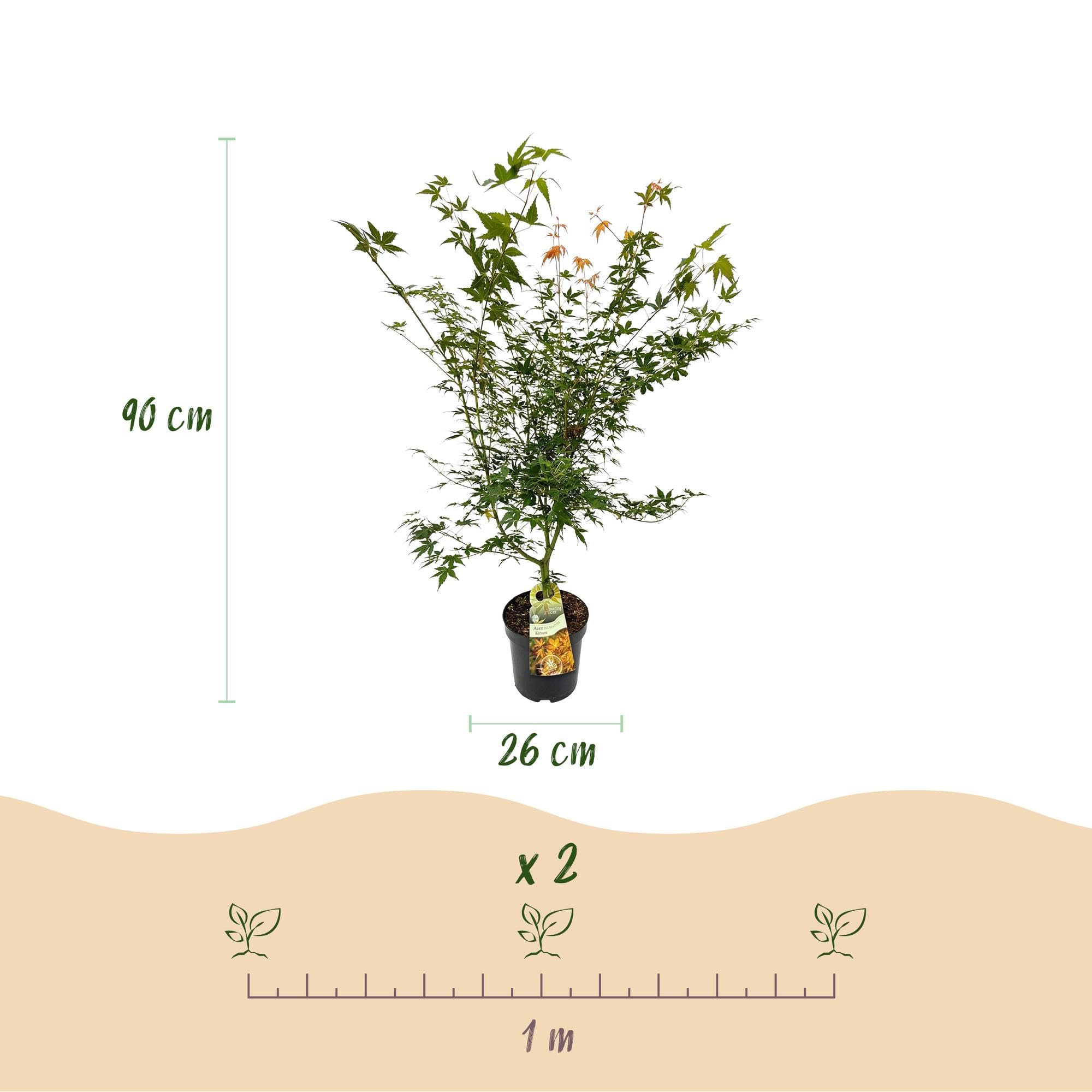 Acer Palmatum Katsura Pianta Esterno, Acero Verde, Vaso 26cm, Altezza 90cm