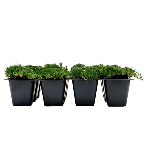 12 Irish Moss in 2.5” Nursery Cubes (Sagina subulata) |