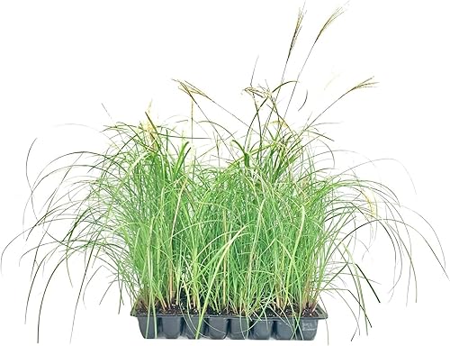 Miniatura 1 de Adagio Maiden Grass  40 plantas vivas  Micanthus Sinensis  Hierba ornamental resistente perfecta para paisajismo y jardinería