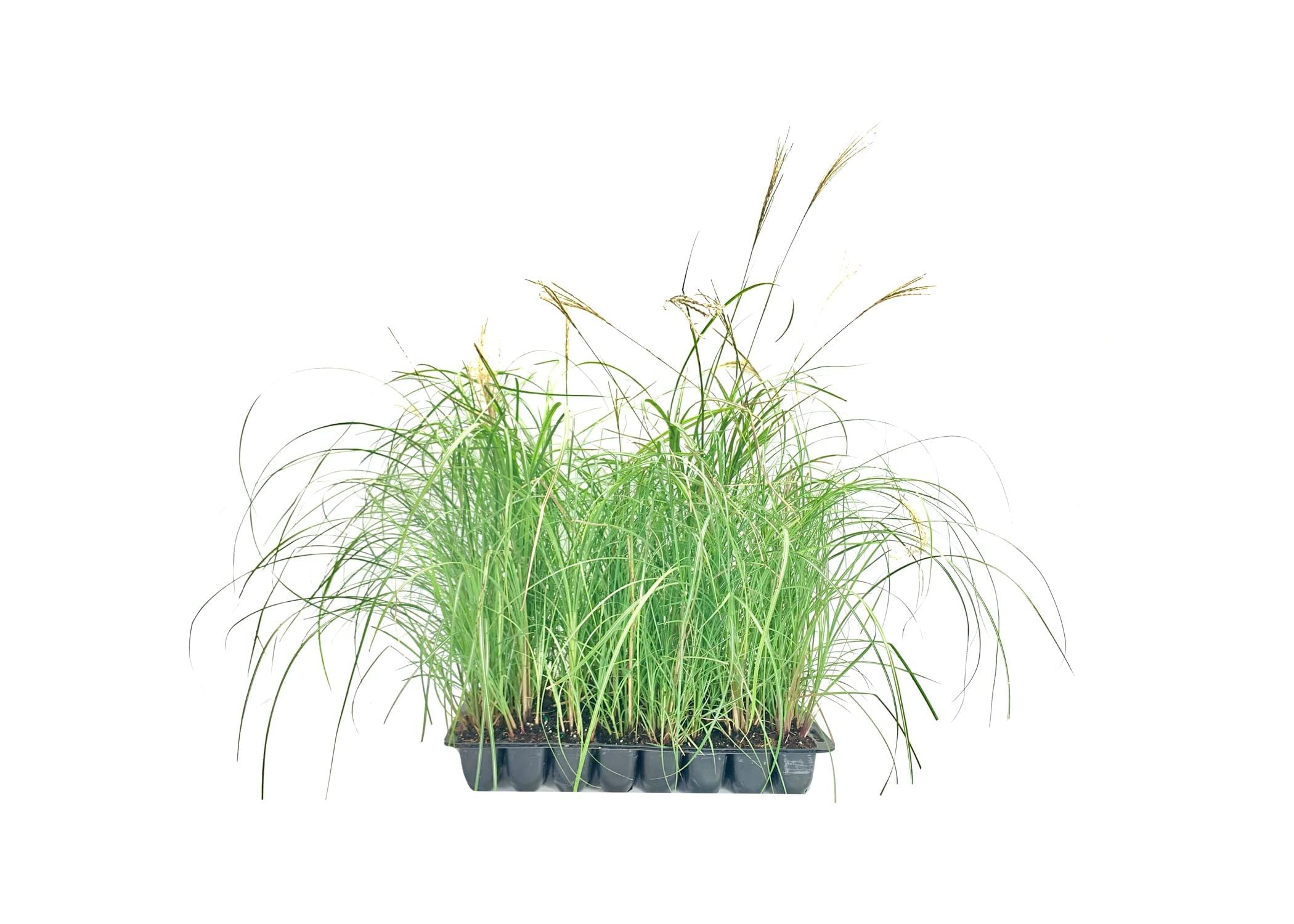 Adagio Maiden Grass | 3 Live Plants | Micanthus Sinensis | Hardy Ornamental Grass Perfect for Landscaping and Gardening