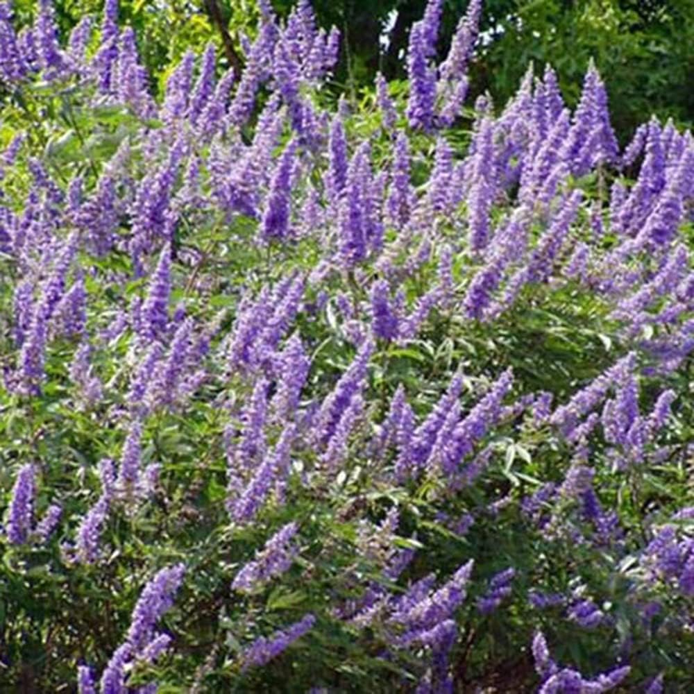 Blooming & Beautiful - Shoal Creek Vitex - 3 gal - Deciduous Shrub - Fragrant Clusters Violet-Blue Flowers - Blue-Green Foliage - Zones 6-9 - Vitex Agnus-castus ‘Shoal Creek’ - 3 Gallon Pot