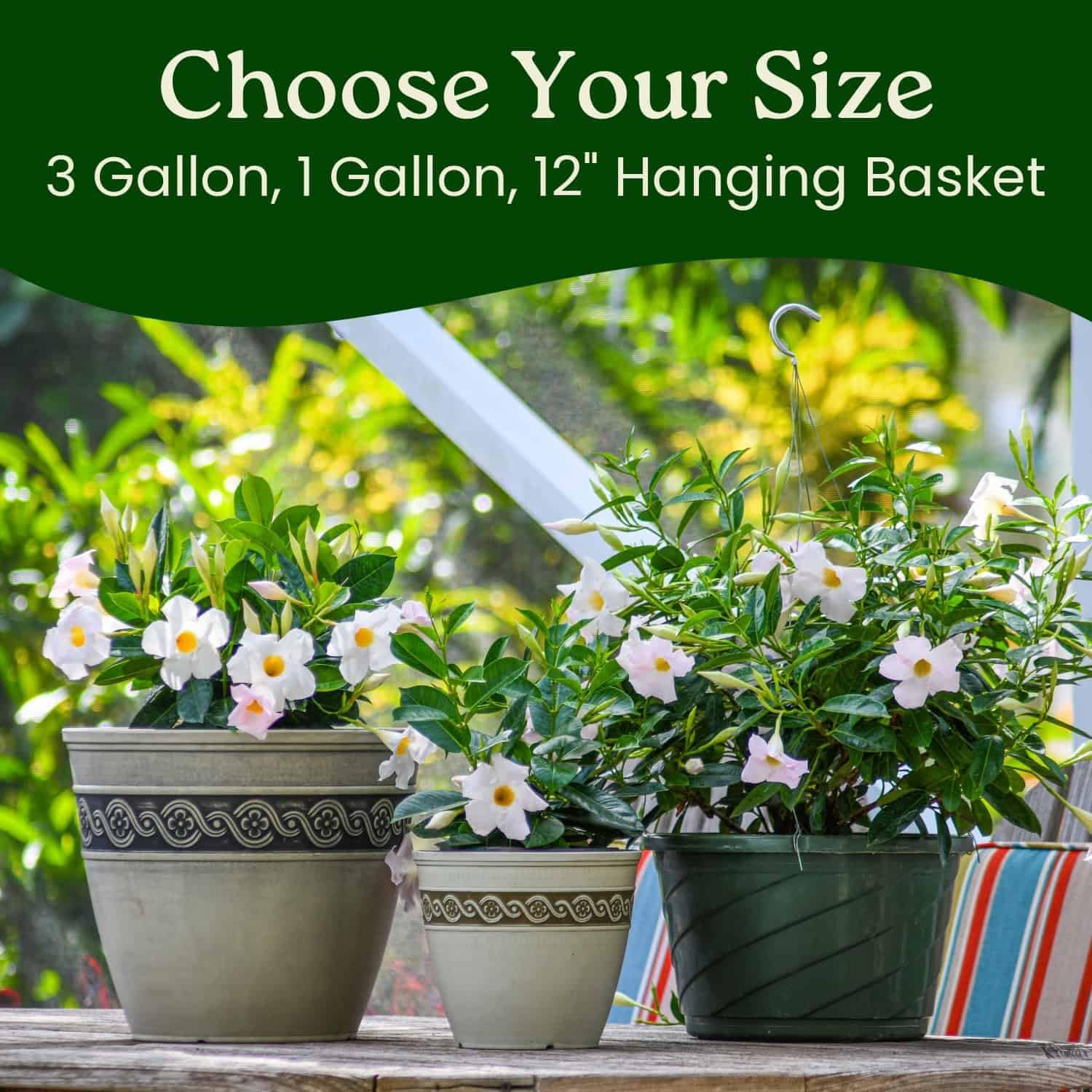 Tropical Plants of Florida - White Dipladenia Bush - 14 inch Overall Height - 6 inch Planter Pot (1 Gallon) (Plant Only)