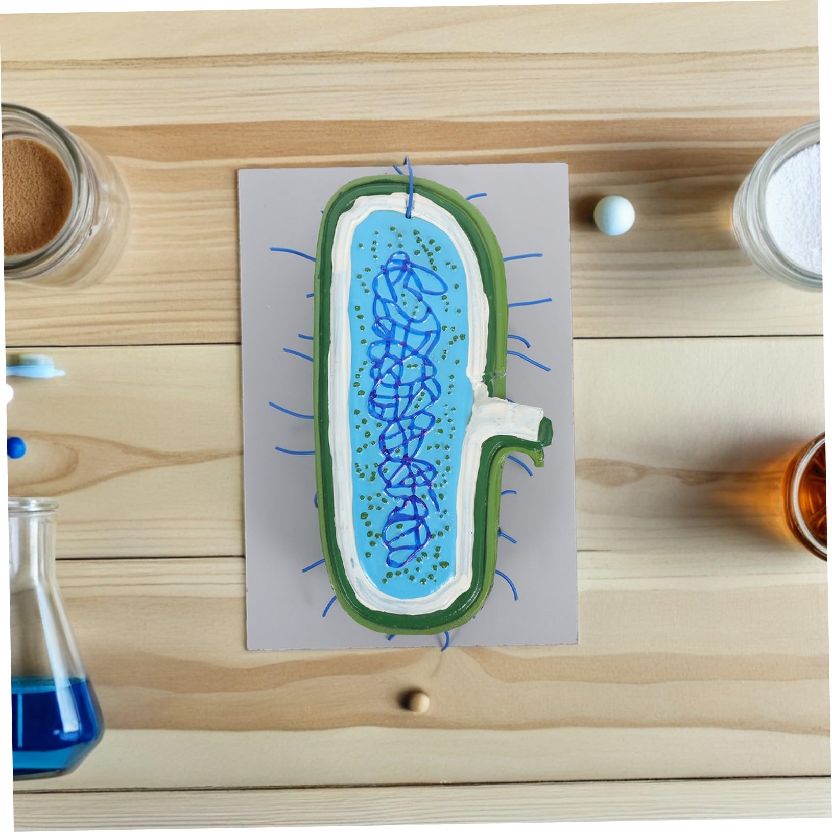 Zellstrukturmodell für Biologieunterricht Anatomisches Modell mit Organellen Kernmodell für Schüler Unterrichtsmodell aus Langlebigen Materialien