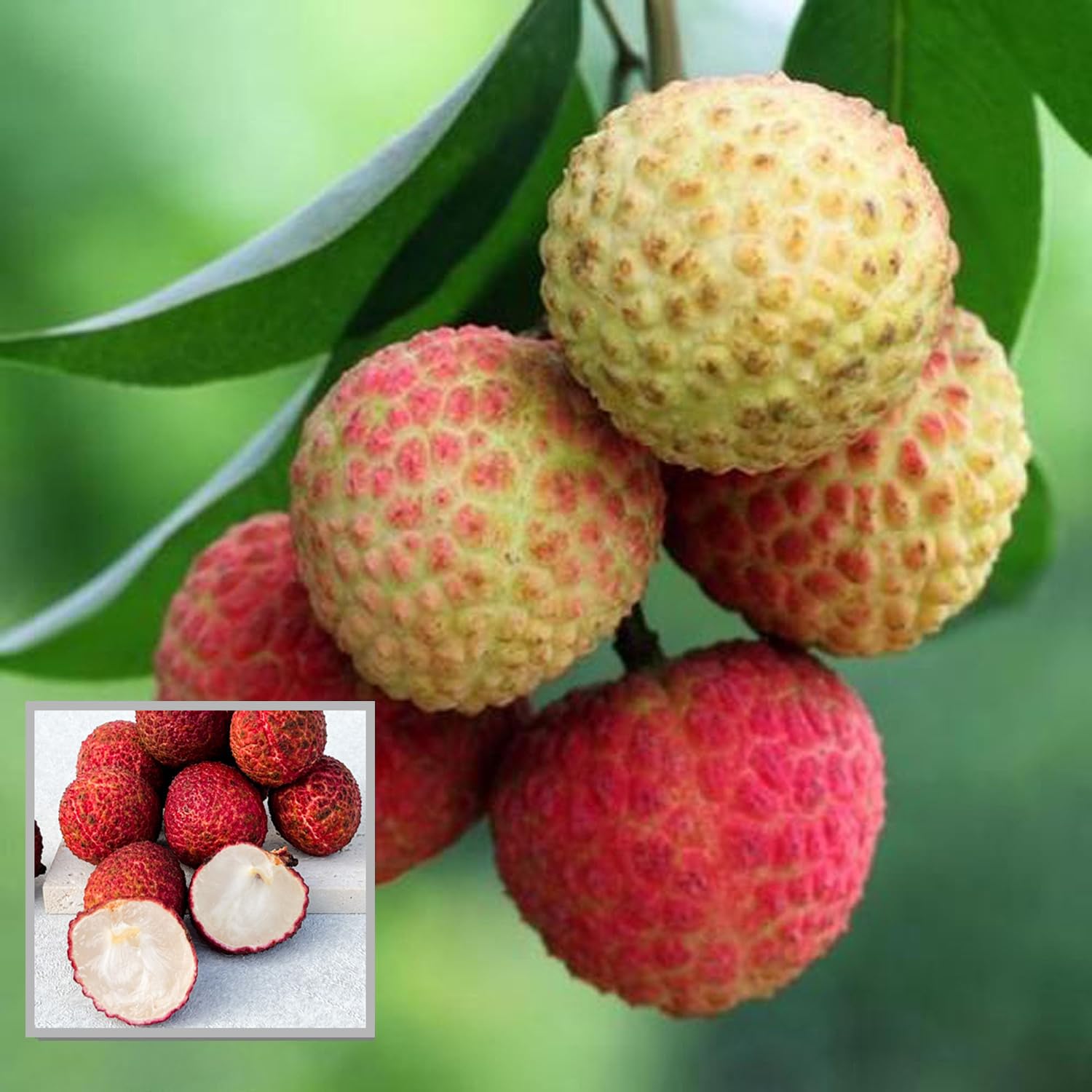 See full amazon price history chart for HAPING Early Seedless Litchi Lychee Layering/Grafted Fruit Live Plant (1.5-2 Feet Height) HAPING Early Seedless Litchi Lychee Layering/Grafted Fruit Live Plant (1.5-2 Feet Height) (B0CV4VSQ2F) Amazon Price History, Amazon Price Tracker