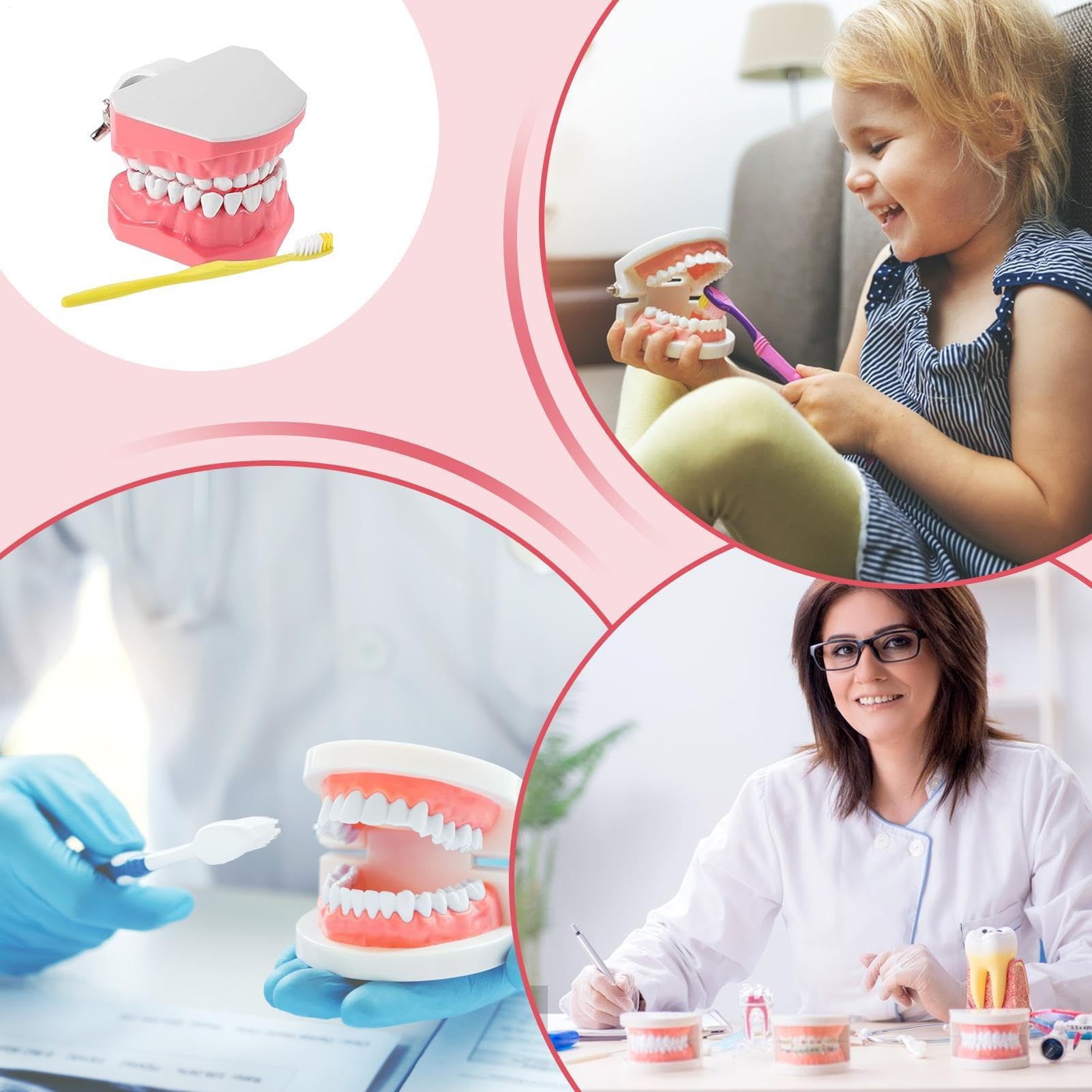 Modello di denti per bambini, modello di dente educativo con spazzolino da denti per lo studio | Materiali educativi, forniture per lo studio della bocca per adolescenti, amici, uomini, figli