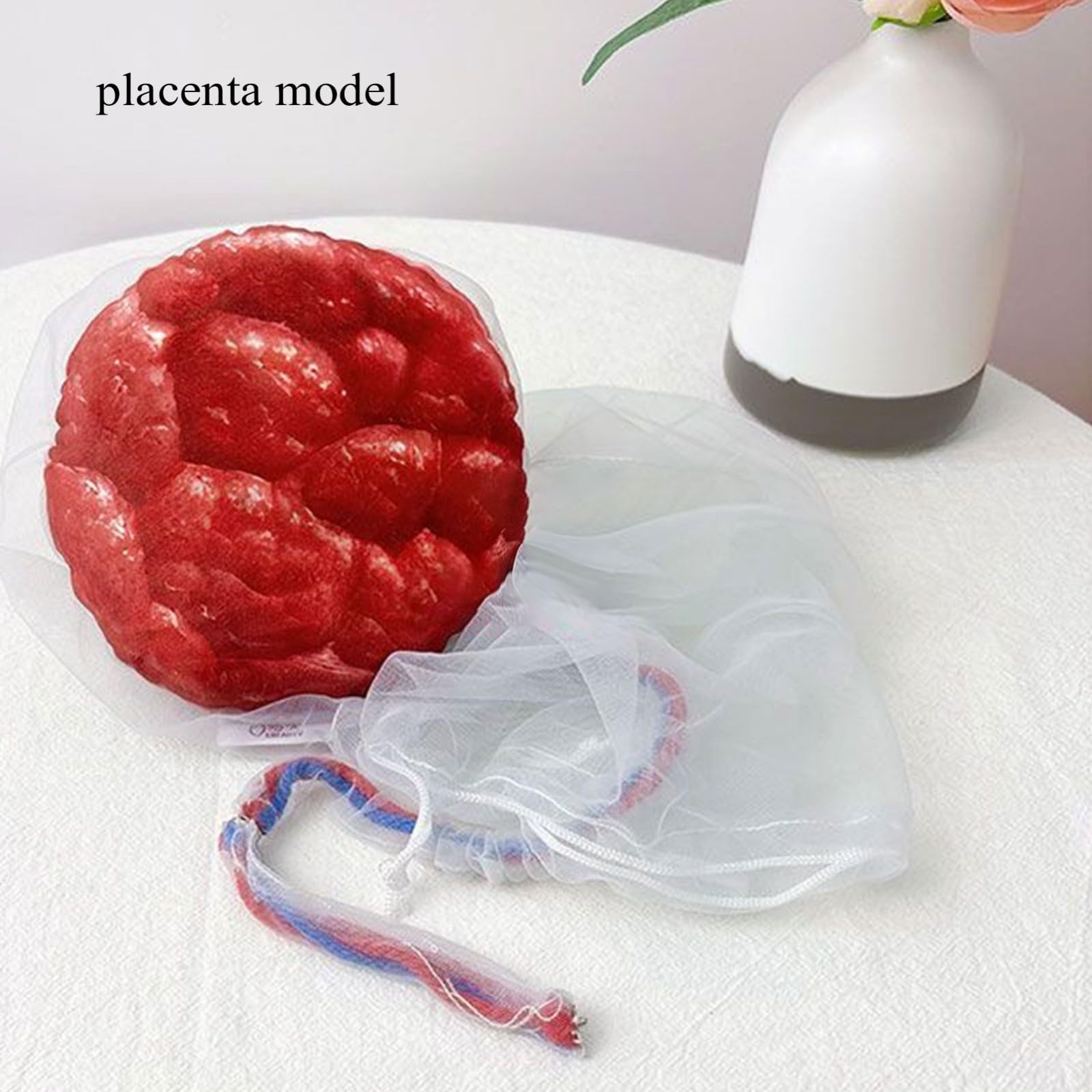 Modèle de bassin de démonstration d'accouchement, section pelvienne féminine humaine, grossesse, fœtus anatomique, cordon ombilical, placenta, simulateur d'accouchement pour étude