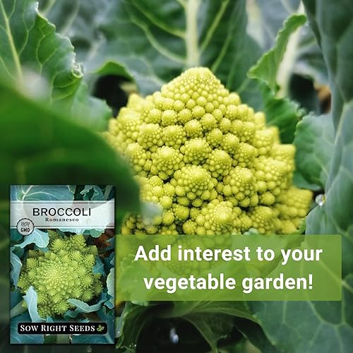 Miniatura 5 de Sow Right Seeds - Semillas de brócoli Romanesco para plantar - Paquete de reliquia sin OMG con instrucciones para plantar un huerto doméstico al