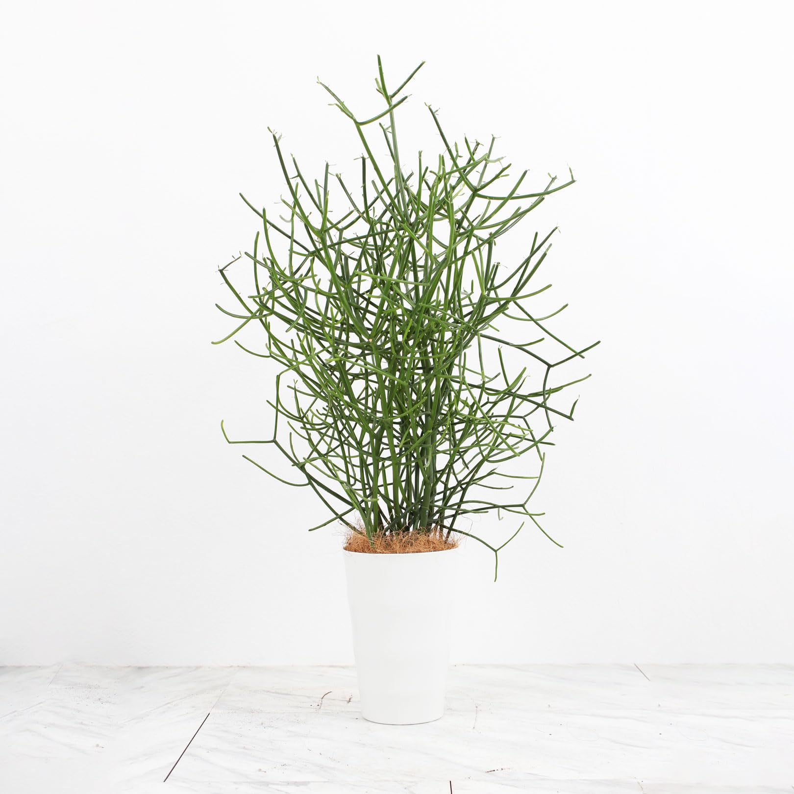 Amazon｜ミルクブッシュ 6号 受け皿付 【観葉植物 本物 ユーフォルビア 