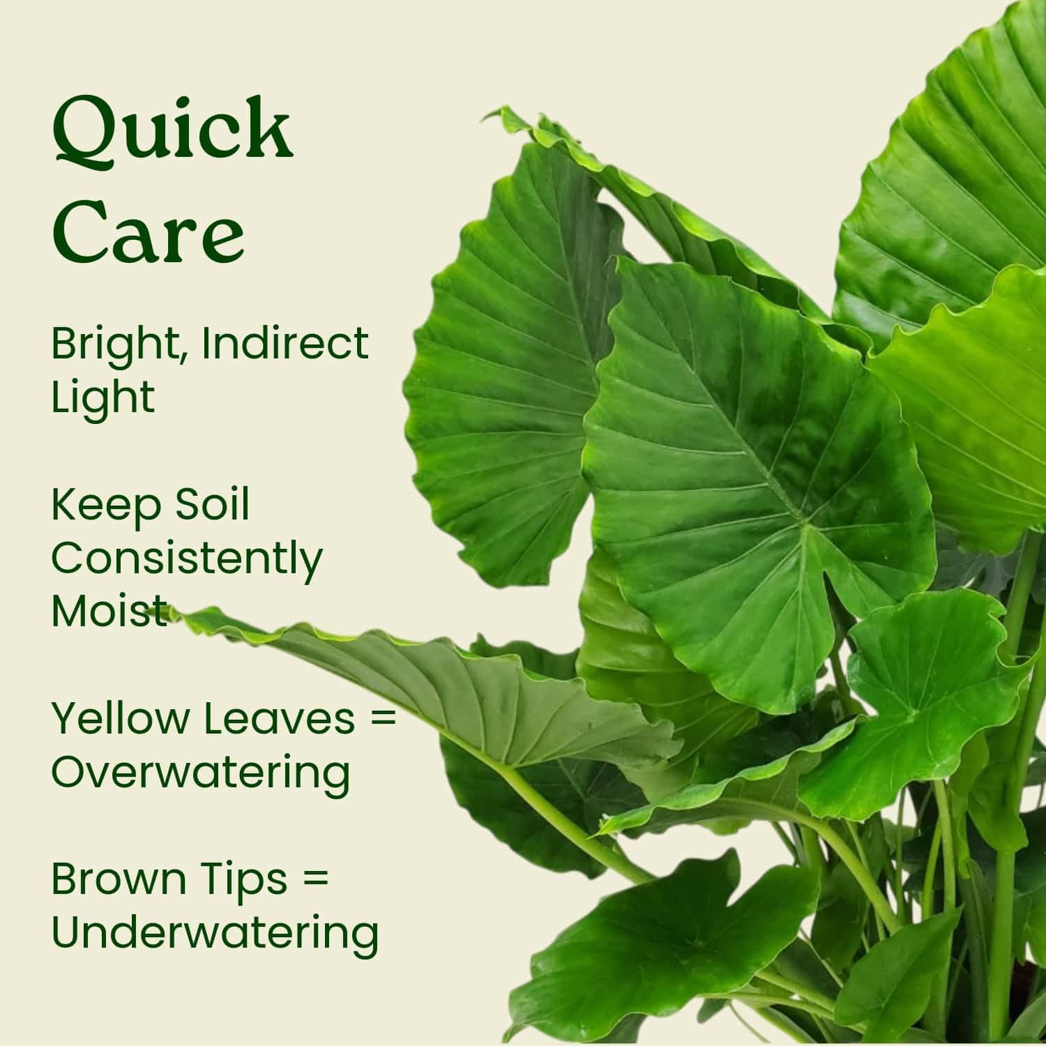 Amazon.com : Tropical Plants of Florida Alocasia California Live Plant 3  Gallon 10 Inch Nursery Pot, 26 to 32 Inch Tall Elephant Ear Plant, Tropical  Indoor Outdoor Foliage : Patio, Lawn & Garden