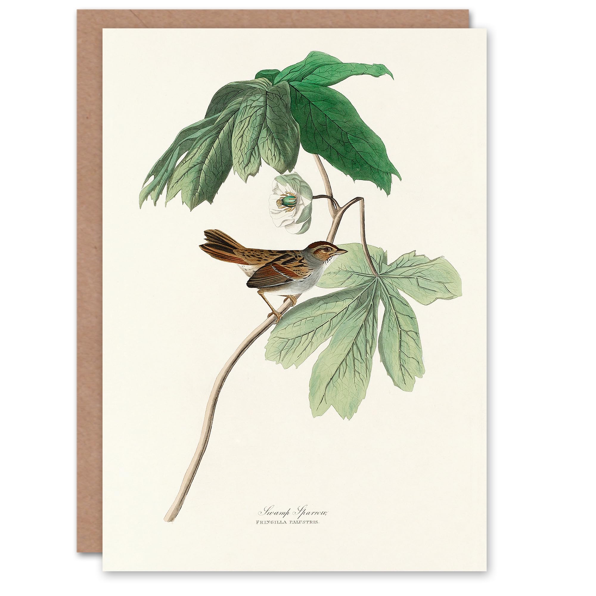 Artery8 John James Audubon Art Card Swamp Sparrow and Mayapple Plant