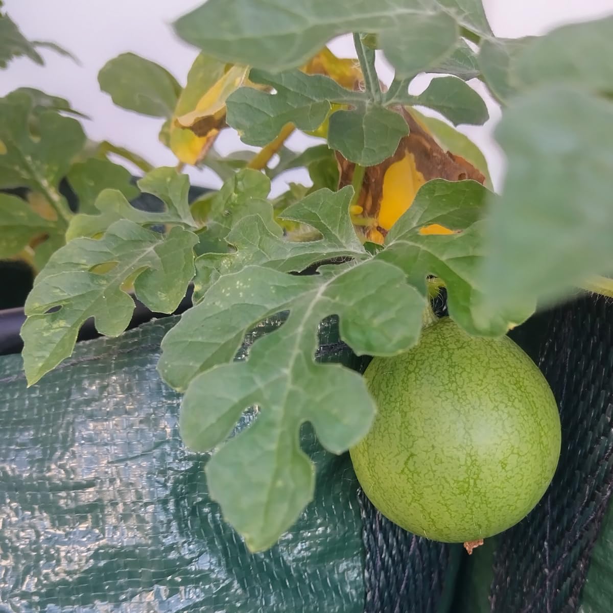 Arbuz 'Golden MIdget' (Citrullus lanatus) - ok. 5 nasion