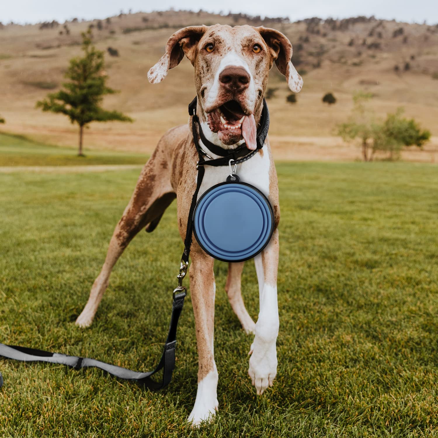Cuenco plegable para perros, ligero y portátil, ideal para exteriores, camping, senderismo, adecuado para perros