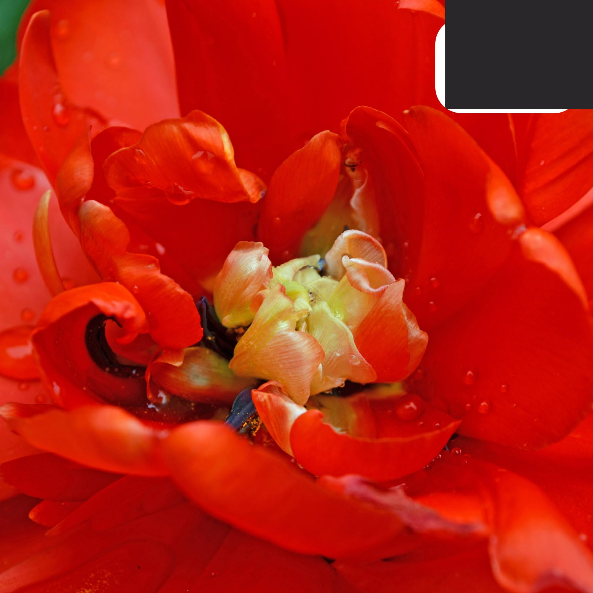 Bulbos de tulipán 'Bombastic Red' | 20 Piezas | Tulipán Peonía Roja - 30-50cm - Ø5cm - bulbo de flor - Planta de jardín