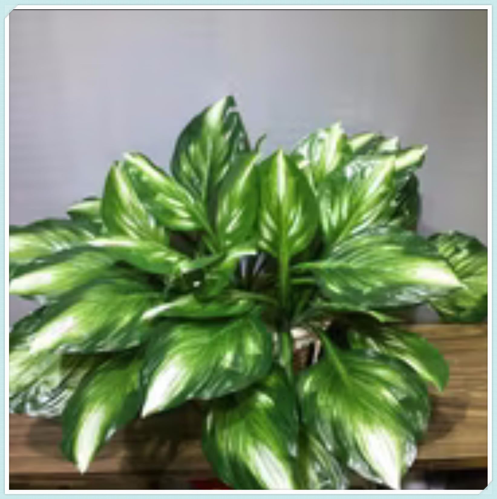 Bloom Year After Year Large Hosta Plants Ornamental Flowers/Hardy Perennial/Wedding Flowers-6bulbs-g — image 1