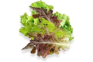 10 Complete Seed Pod Plugs for Lettuce, Hydro, Click and Grow, Lettuce Grow