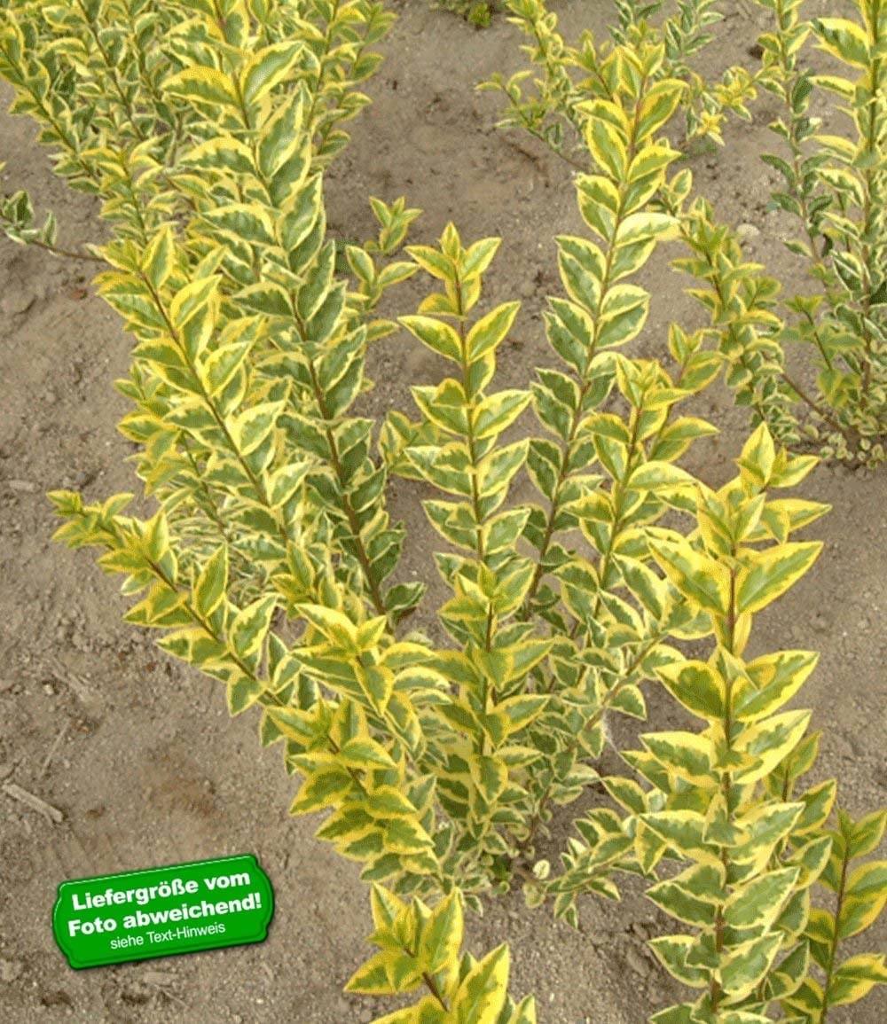 BALDUR Garten 1x Gold-Liguster, Pflanze im 9x9 cm-Topf, Ligustrum  ovalifolium Aureum, Ligusterhecke, wintergrn, winterhart, mehrjhrig,  blhend, schnellwachsende Heckenpflanze : Amazon.de: Garten