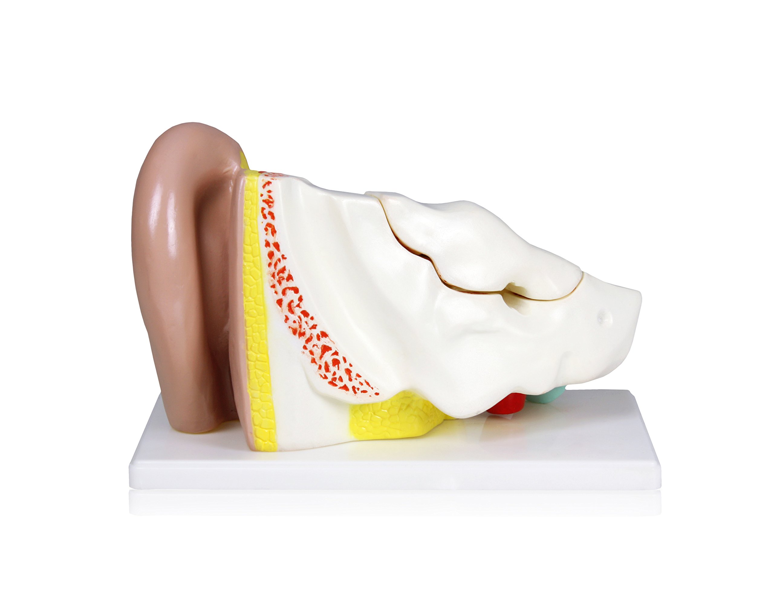 Amazon.co.jp: Parco Scientific PB00066 4X 耳 | 外耳、中耳