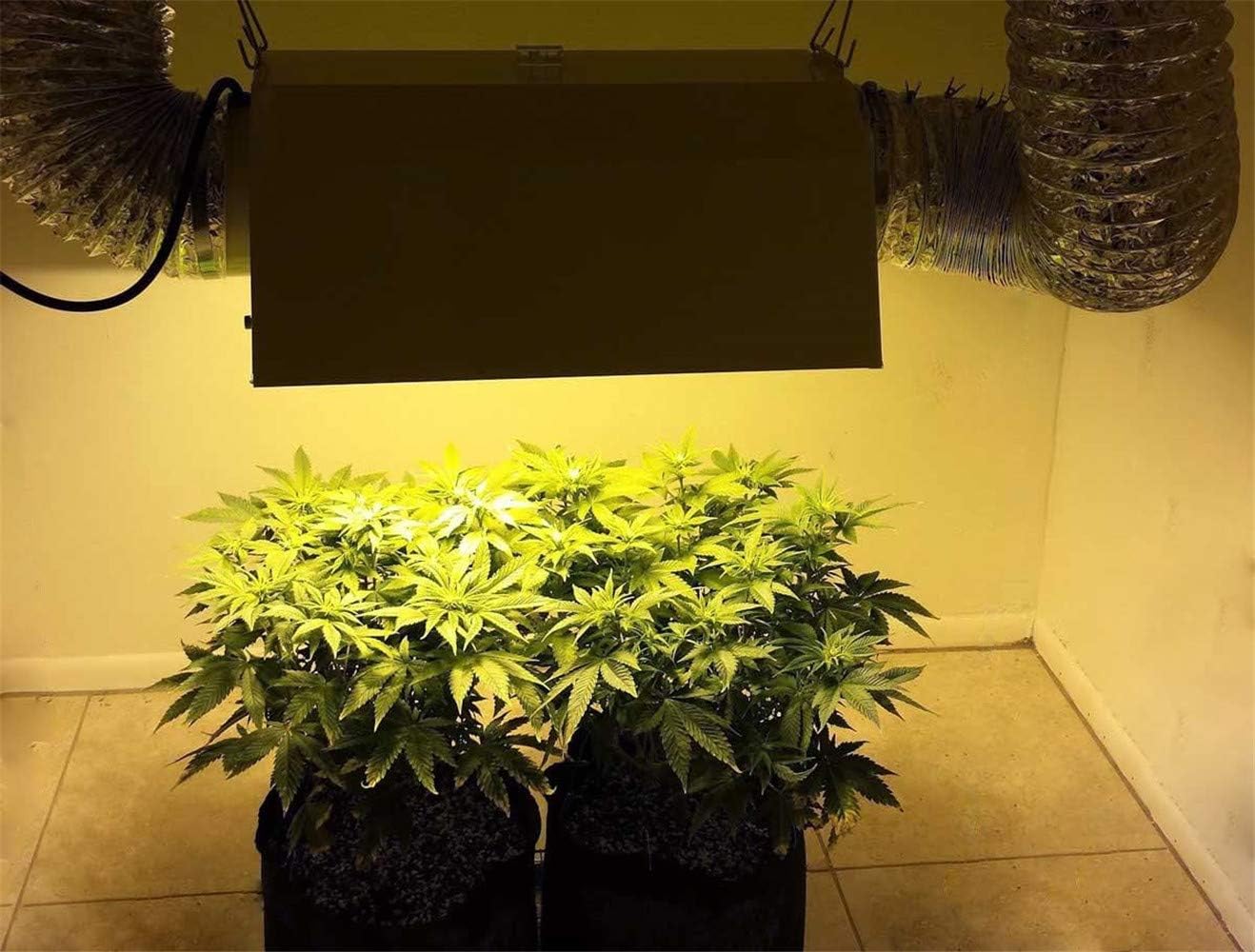 Grow tent setup with iPower light system