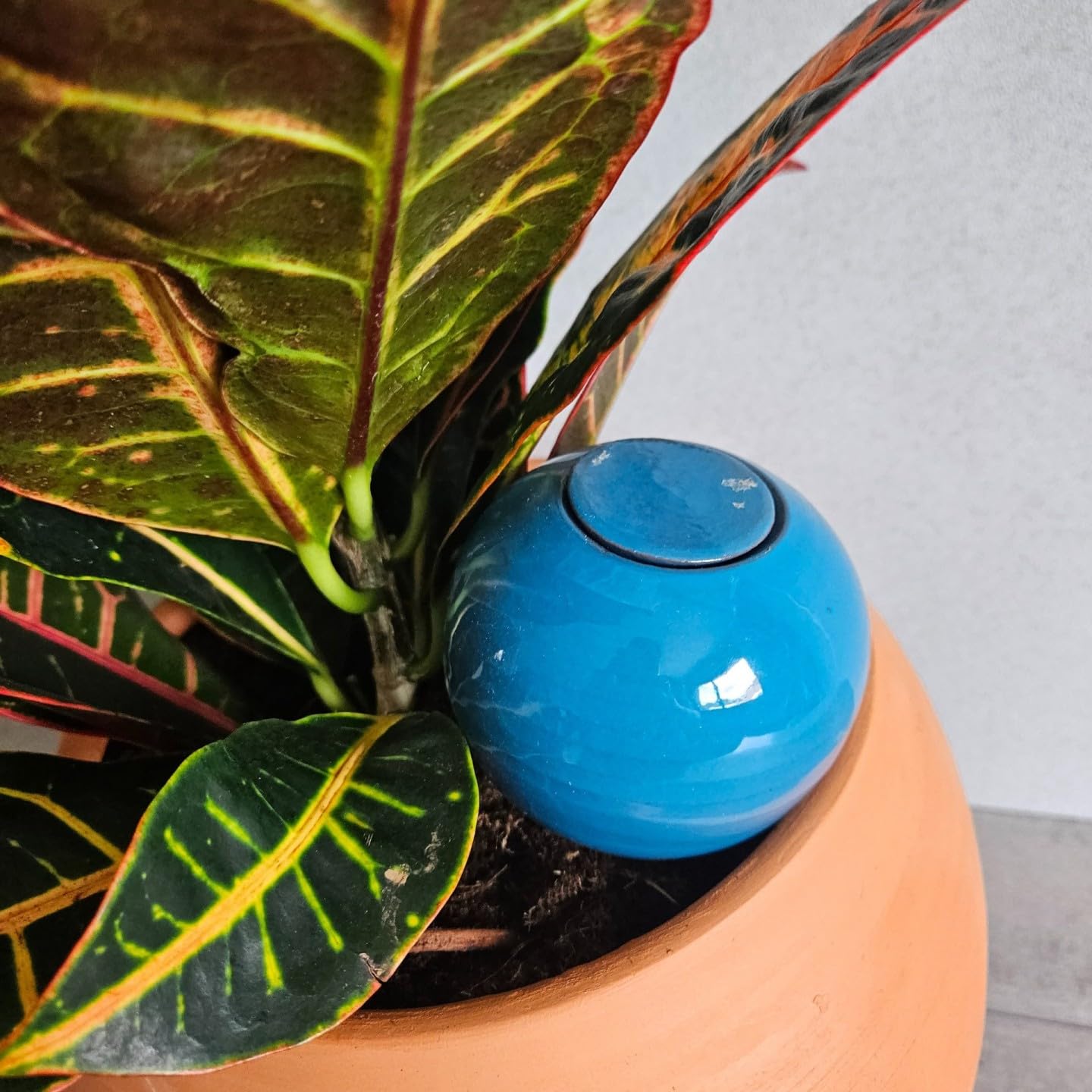 Ollas Lutton Olla Terre Cuite à Planter 40cl | Arrosage Automatique et Ecologique pour Plante d'Intérieur et d'Extérieur | Système d'Irrigation Naturel | Autonomie 3 Jours | Ollas Bleu Canard