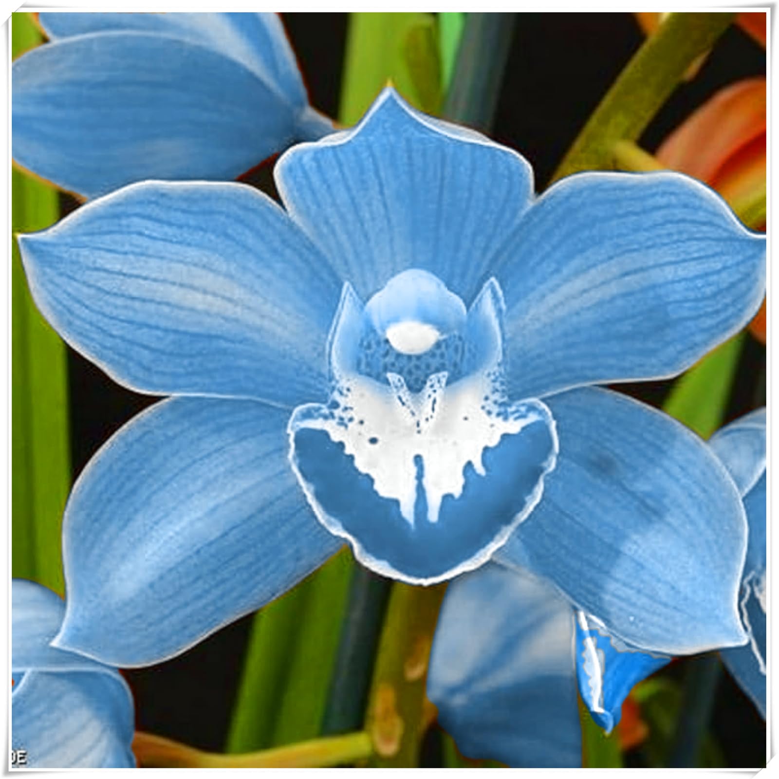 Perennial, Cymbidium Orchid Bulbs, Hardy, Professional for Beautiful Garden Displays-15 Bulbs-J
