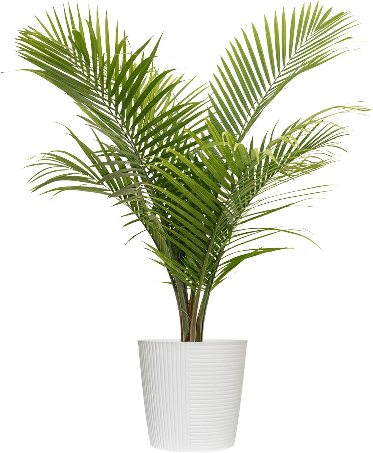 Majesty Palm Live Plant by United Nursery, Large Indoor House Plant, 32-36 inches Tall Tropical Palm Tree in Decorative Pot, Easy Care Large Floor Plant for Home Decor