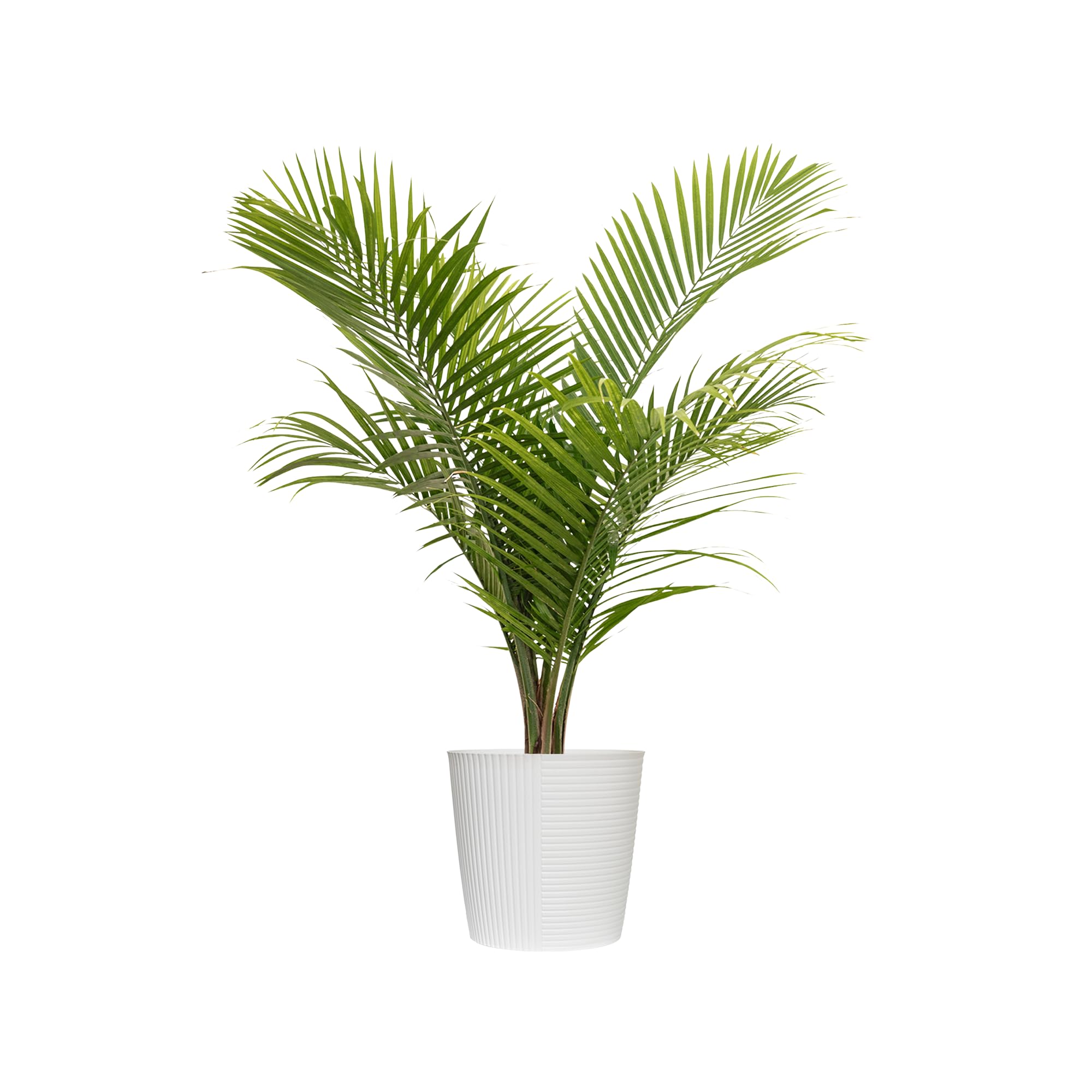 Majesty Palm United Nursery