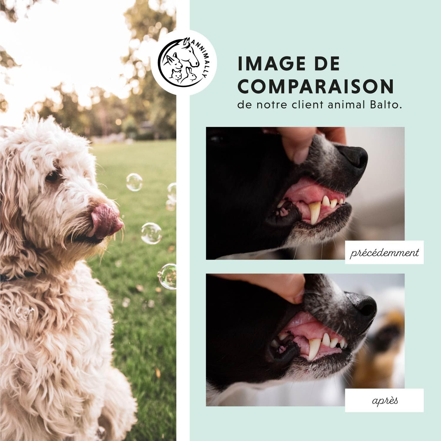 Poudre de soin dentaire pour chiens | Anti-tartre pour chiens - Nettoyage dentaire naturel et particulièrement efficace contre les dents jaunes, la mauvaise haleine et la plaque (350 g XL)