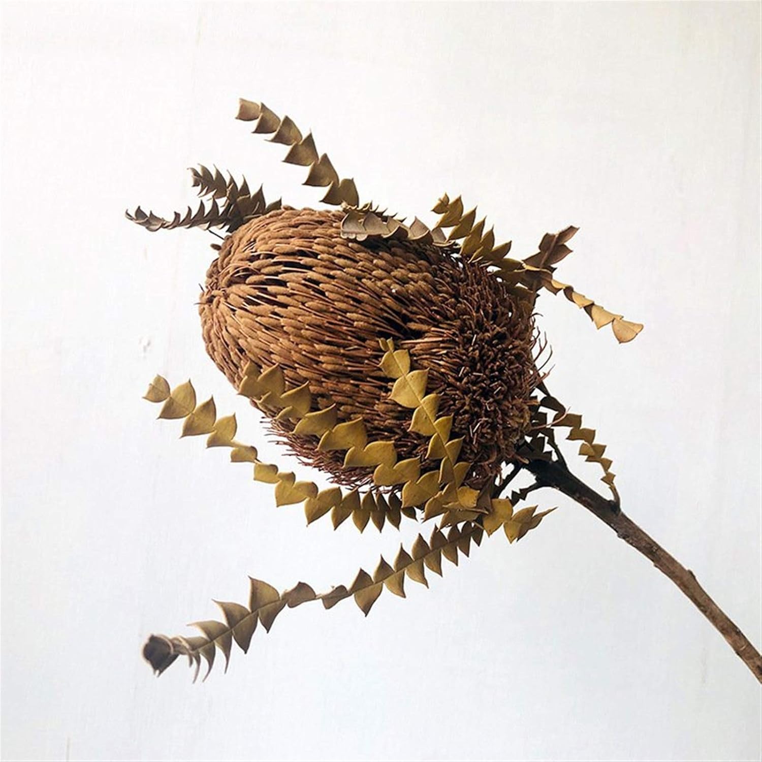 自然乾燥した花束草 30cm Integrifoliaバンクウッドの保存ドライフラワー写真ホームデスクトップデスクトップの庭屋内装飾 季節制限の対象ではなく 色あせしません 流行のアイテム Color About30 Multileaf Serrated Size L 45cm 自然乾燥した花束草 30cm Integrifoliaバンクウッドの保存ドライフラワー写真ホームデスクトップデスクトップの庭屋内装飾 季節制限の対象ではなく 色あせしません 流行のアイテム Color About30 Multileaf Serrated Size L 45cm