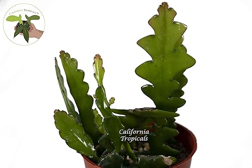 Miniatura 2 de Cactus Zig Zag - 4" de California Tropicals