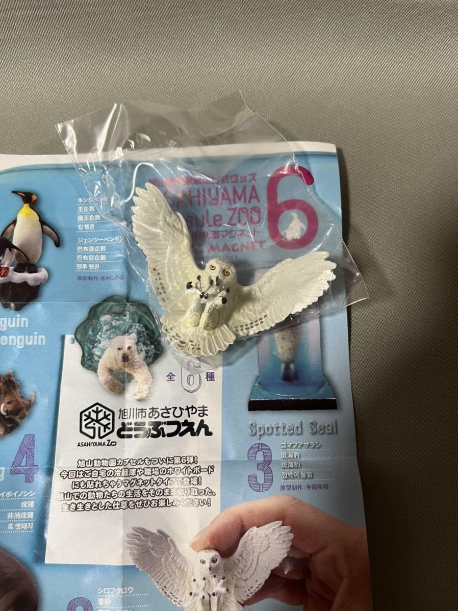 Amazon | 旭山動物園 カプセルズー マグネット vol.6 単品シロフクロウ