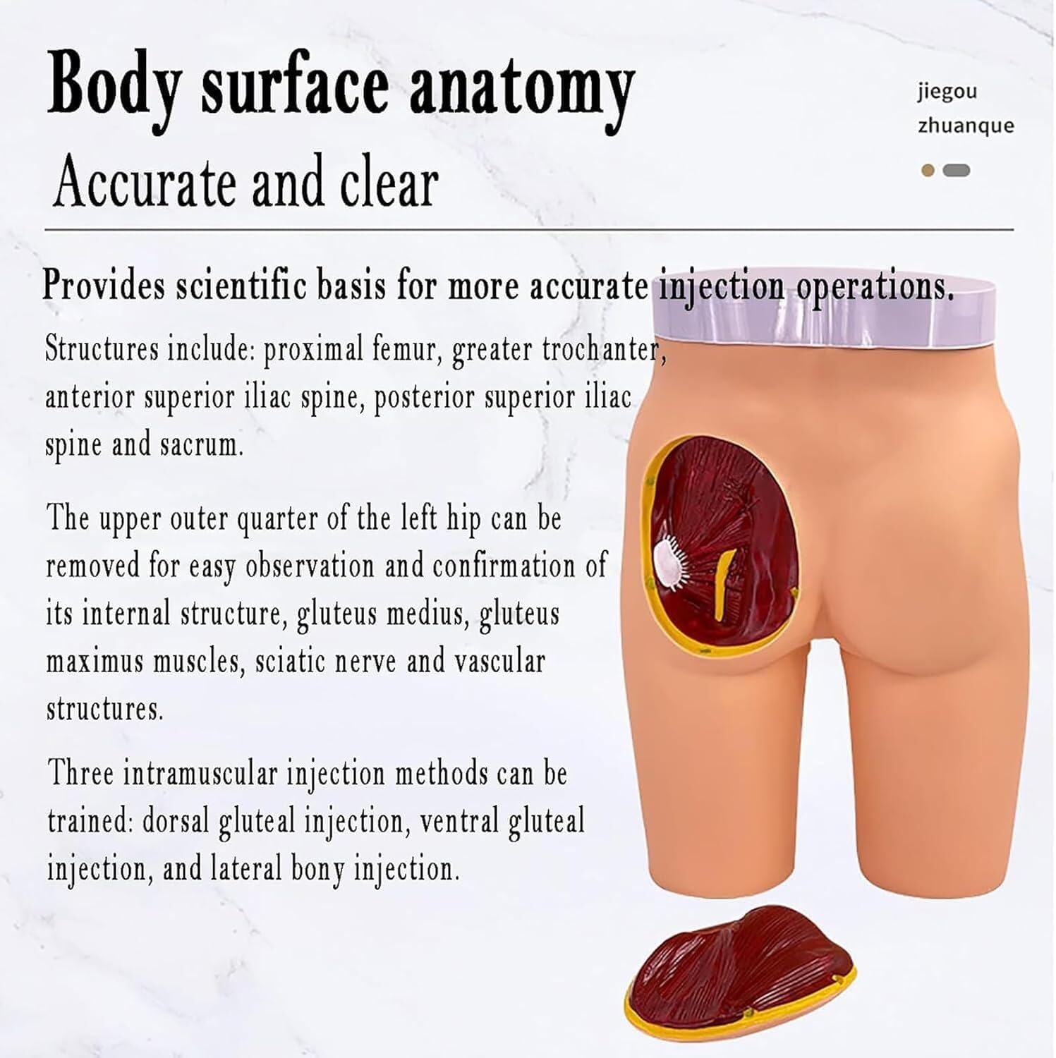 Anatomiczny model treningowy do edukacji medycznej, 3 metody praktyki, trwały materiał z tworzywa sztucznego, przejrzyste narzędzie obserwacyjne dla studentów i pielęgniarek