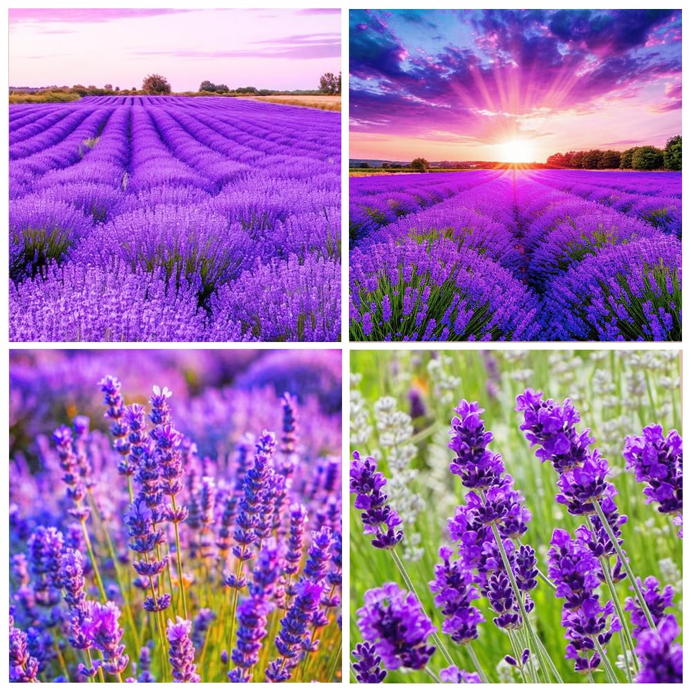 Amazon.com : 10000+Perennial Lavender Flower Seeds for Planting-Annual  Lavender Vera Herb Seeds Attracts Pollinators Non GMO Heirloom : Patio,  Lawn & Garden