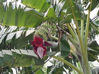 50 Seeds Dwarf Banana Cavendish Seeds Edible Tropical Musa Acuminata Non-Hybrid, Open-Pollinated, Suited for Canadian Climate