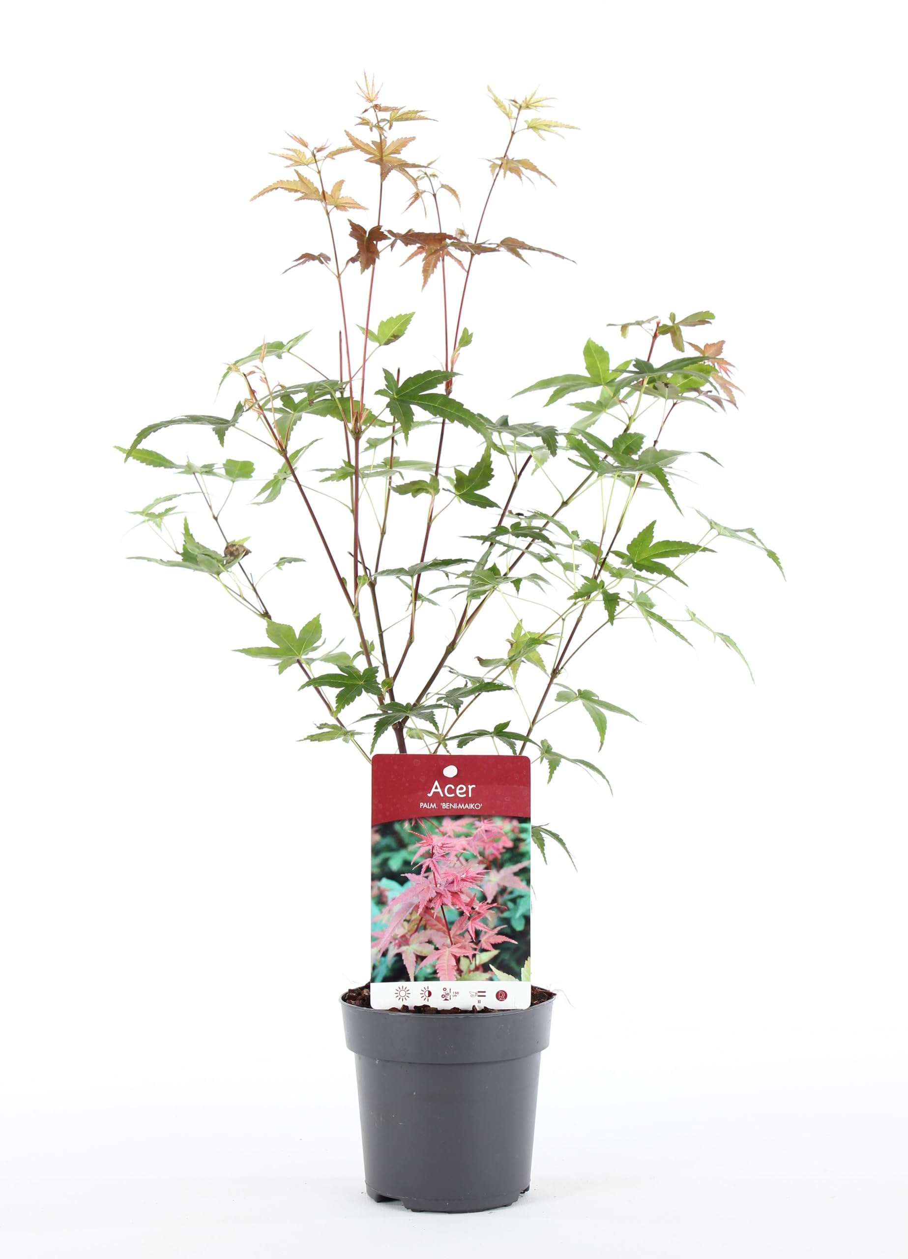 Acer palmatum "Beni Maiko" | Érable du Japon Plante de jardin à feuilles caduques Arbuste en pot