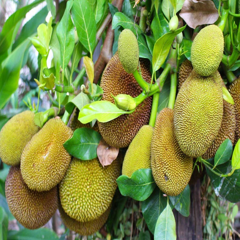 Creative Farmer Live Plant Jackfruit All Season Thai Variety Grafting Great Taste Fruit Exotic (1 Healthy Live Sweet Fruit Plant) (B08P5RYYMW) Amazon Price History, Amazon Price Tracker