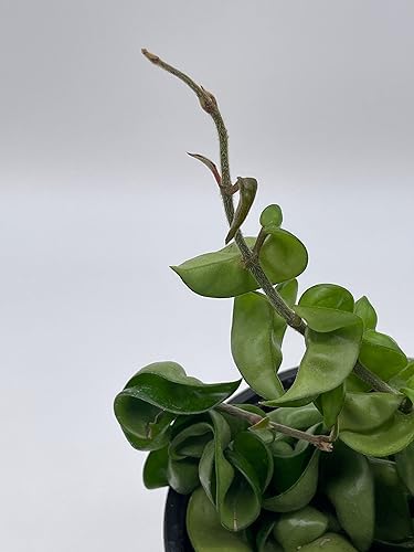 Miniatura 7 de BubbleBlooms Hoya - Cuerda hindú Carnosa Compacta en maceta de 6 pulgadas Krinkle Kurl, Honeyplant Waxplant Porcelana Flower