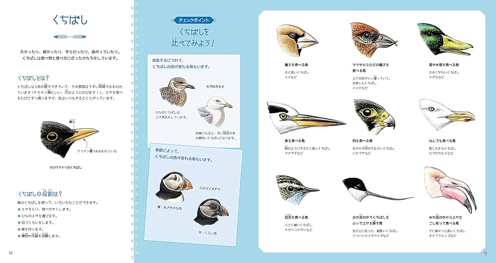 イラスト図鑑 リーブル「鳥」 | ナタリー・トルジュマン
