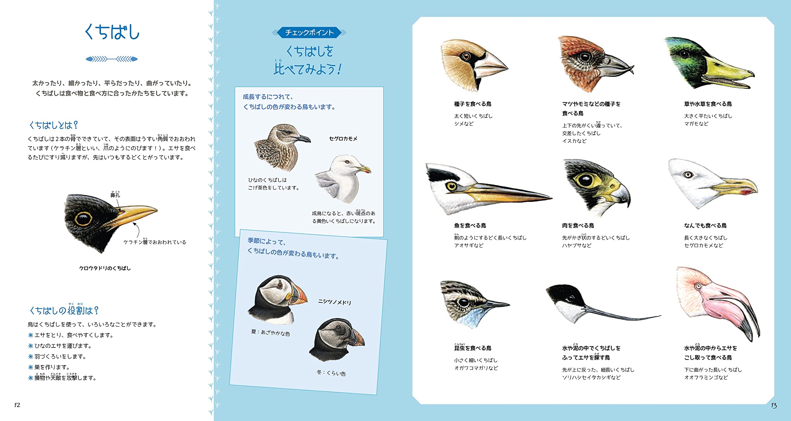 イラスト図鑑 リーブル 鳥 ナタリー トルジュマン 盛口 満 ジュディス ガイフィエ ジュリアン ノーウッド 河 清美 配送料無料 イラスト図鑑 リーブル 鳥 ナタリー トルジュマン 盛口 満 ジュディス ガイフィエ ジュリアン ノーウッド 河 清美 配送料無料