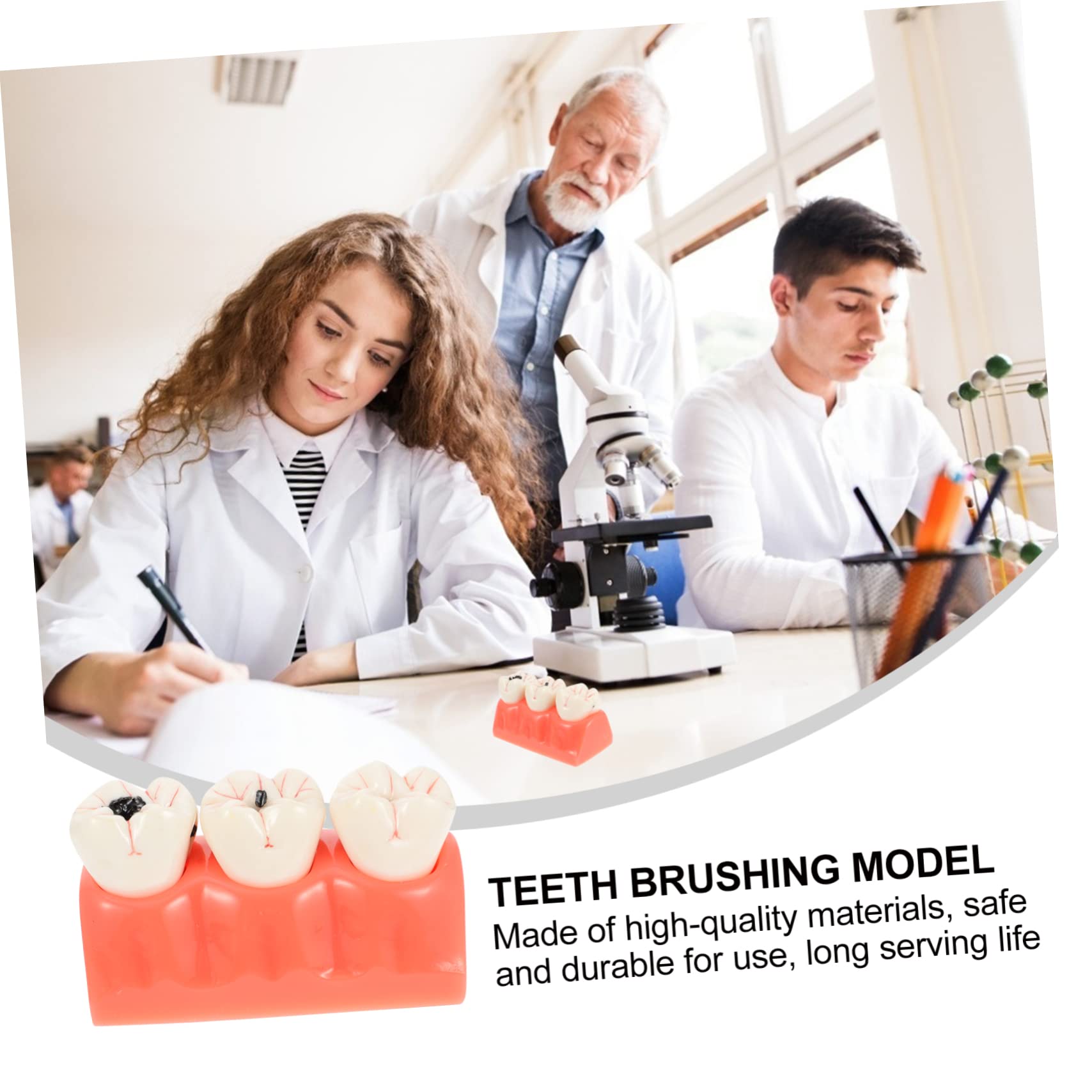 Modello Anatomico dei Denti Rosa in Resina per Insegnamento | 1 Pezzo, Superficie Liscia, Uso in Classe e Dimostrazioni, Supporto Didattico per Studio Odontoiatrico